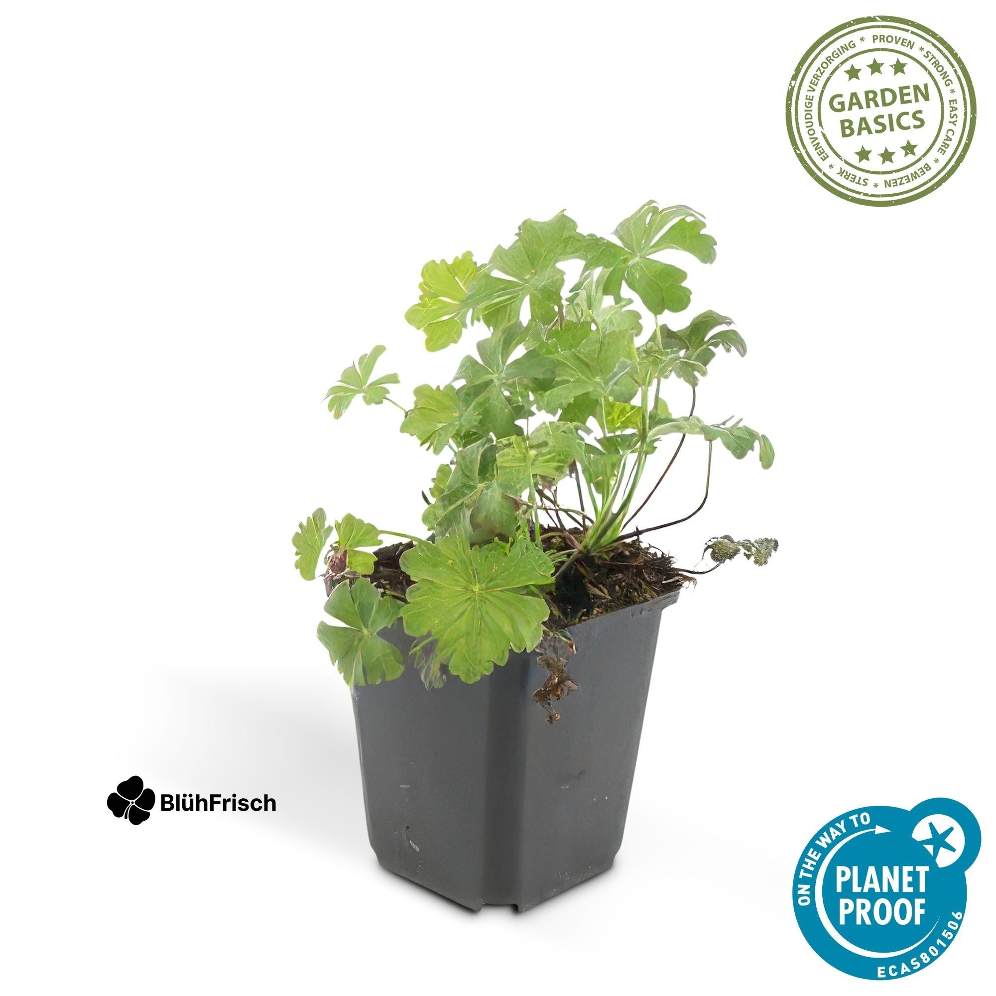 24x Geranium cant. 'Biokovo' - ↕10-25cm - Ø9cm