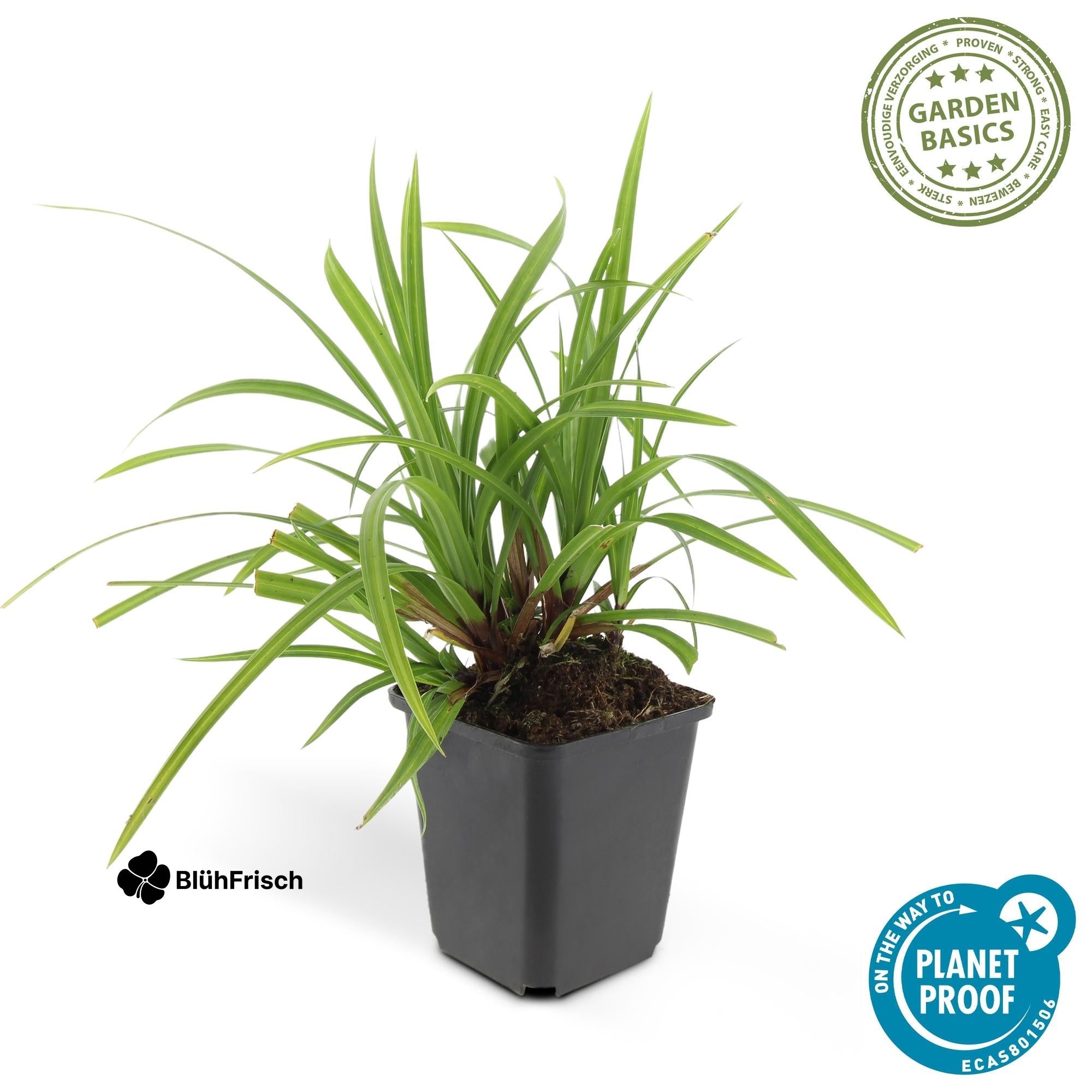 24x Carex morrowii 'Irish Green' - ↕10-25cm - Ø9cm