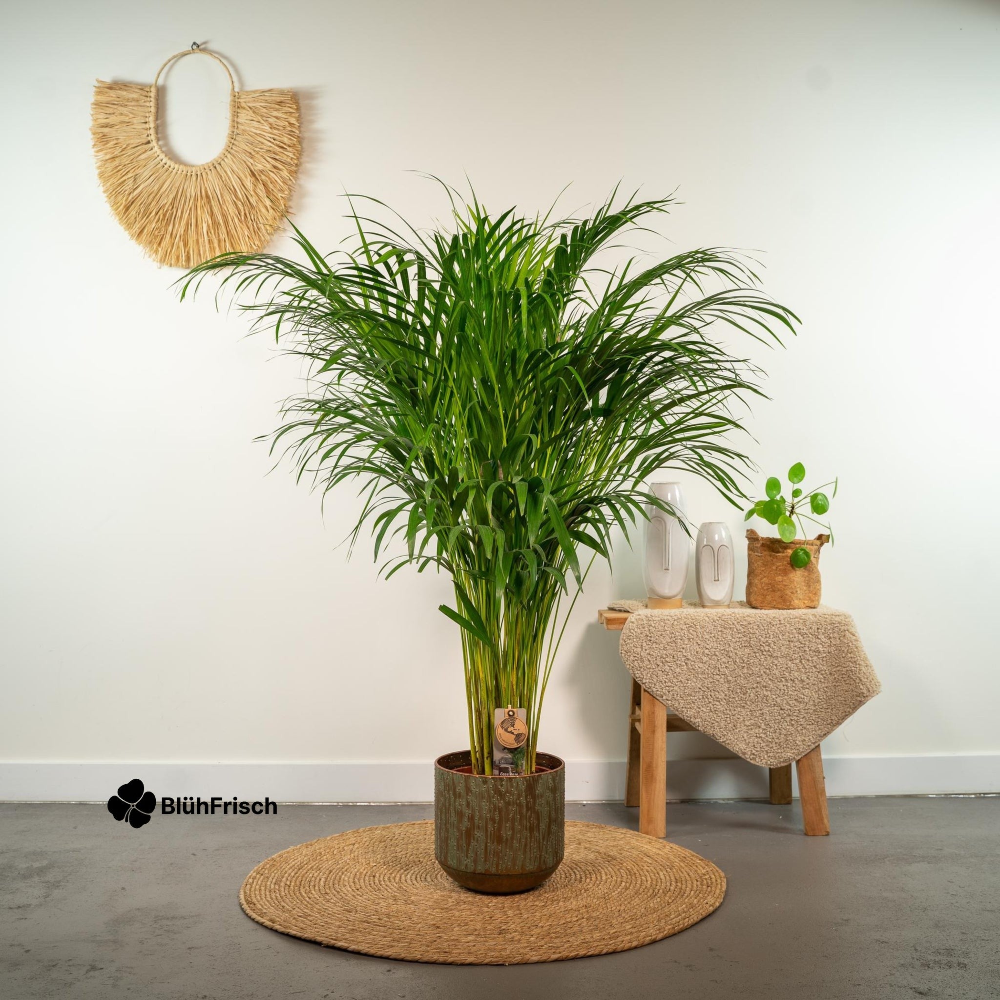 Areca-Palme - Ø21cm - ↕110cm