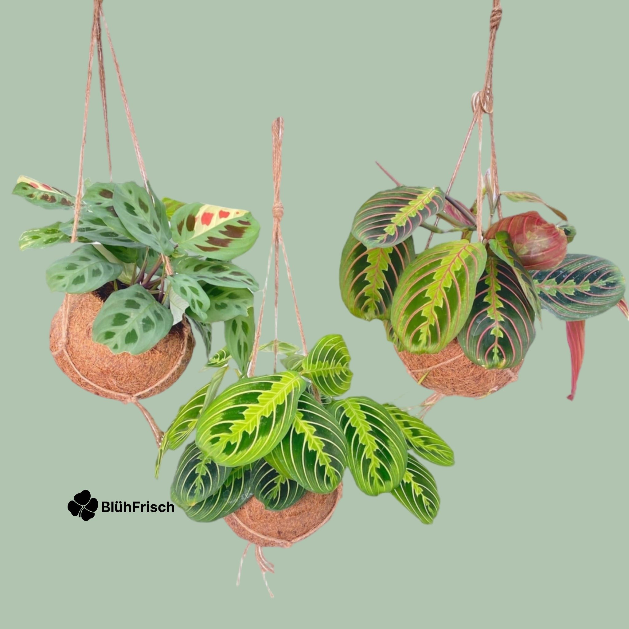 Kokodama Marante Mix - 3 Stücke - Ø15cm - ↕20cm