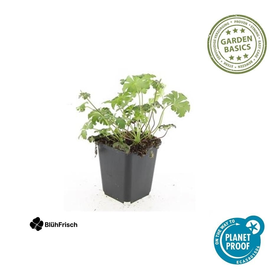 24x Geranium cant. 'Cambridge' - ↕10-25cm - Ø9cm