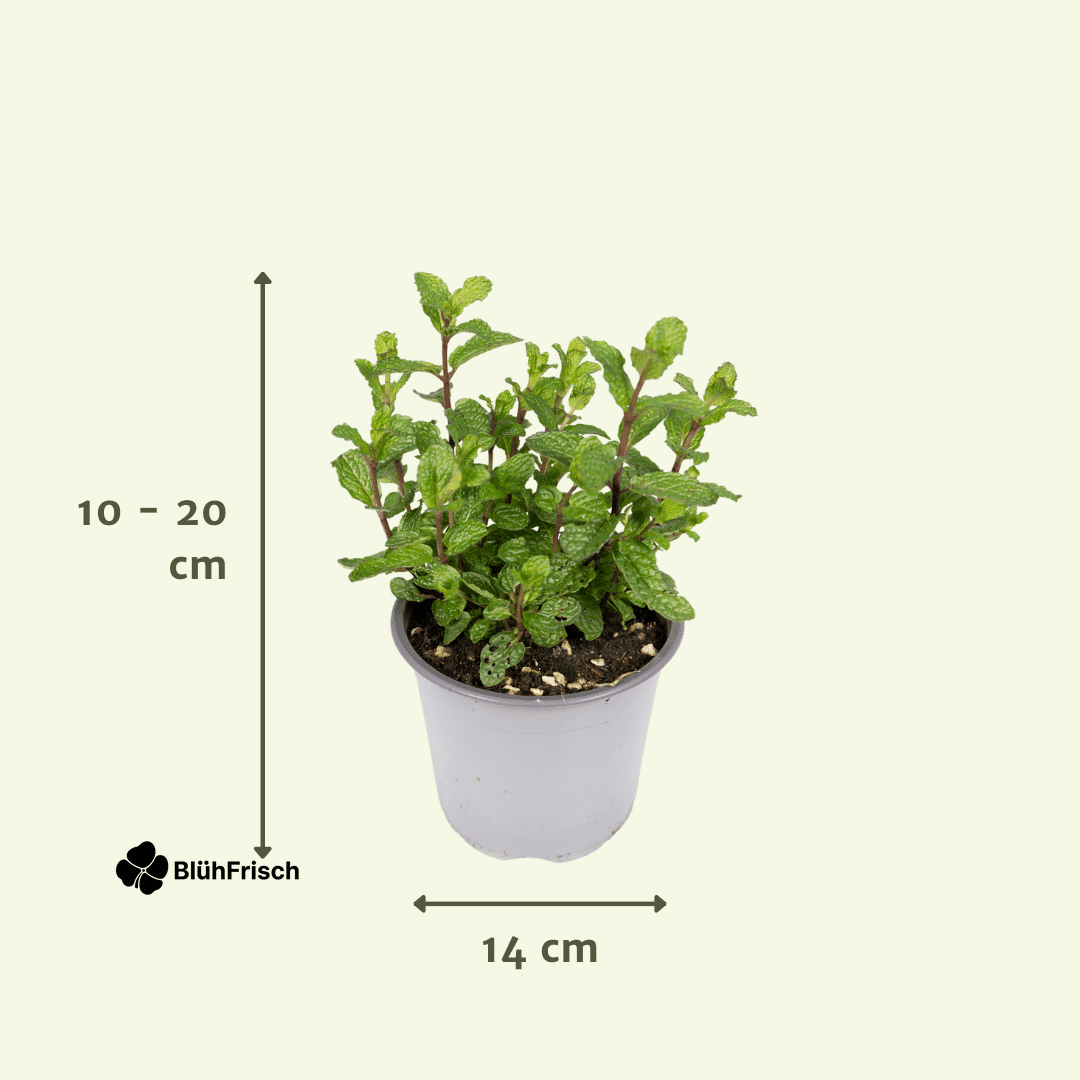 Gartenkräuter Mix - 4 Stücke - Ø14cm - ↕18cm