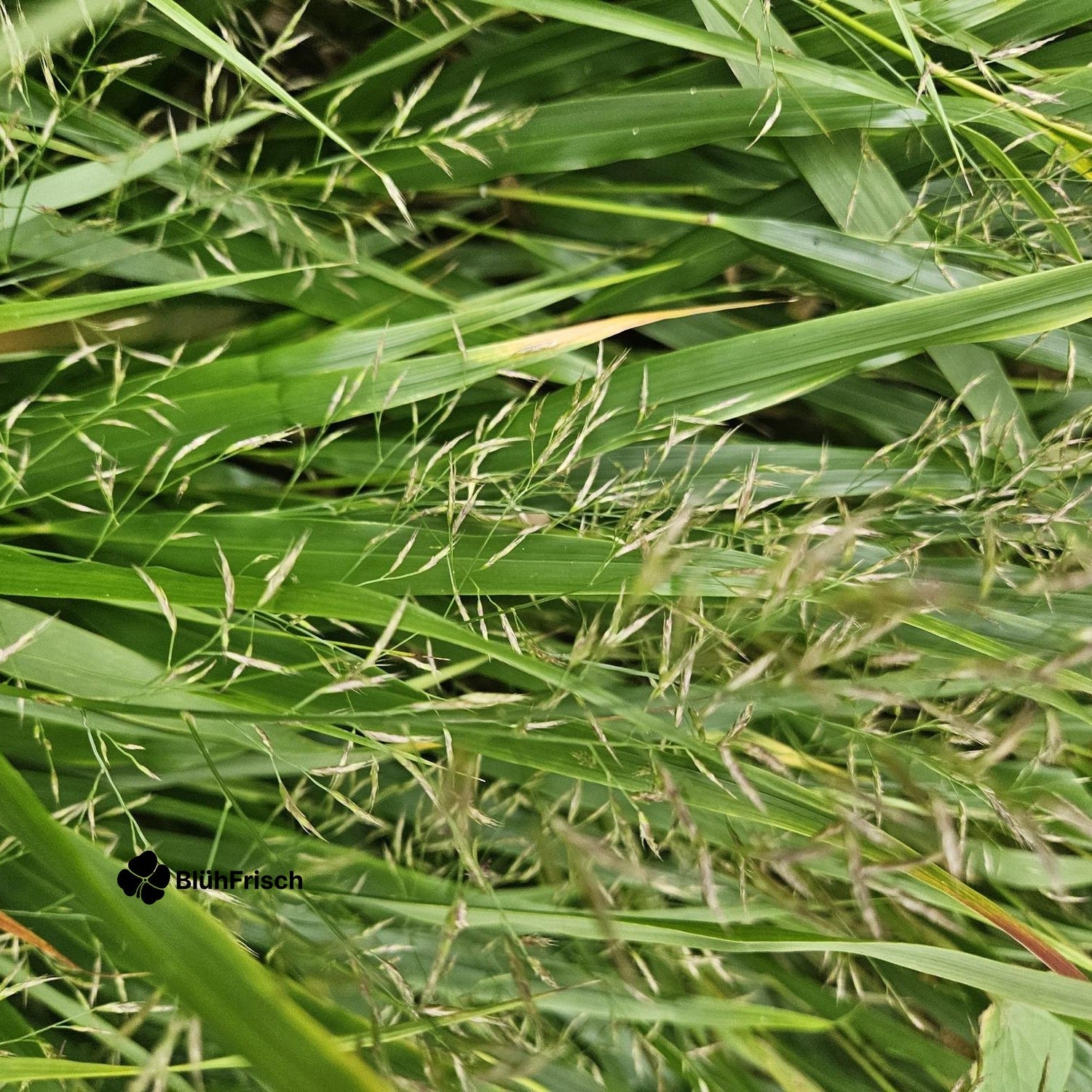 24x Hakonechloa macra - ↕10-25cm - Ø9cm