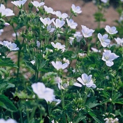 24x Geranium sang. 'Album' - ↕10-25cm - Ø9cm