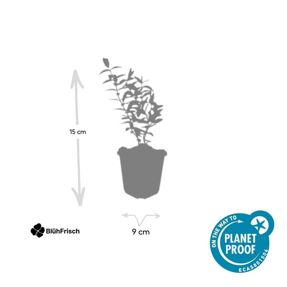 24x Hypericum 'Hidcote' - ↕10-25cm - Ø9cm