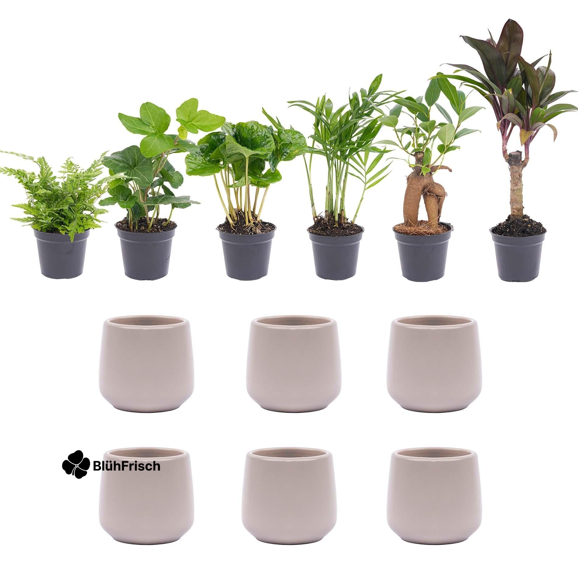 Mini planten set 6 - Inclusief 6x pot Joey grijs mat