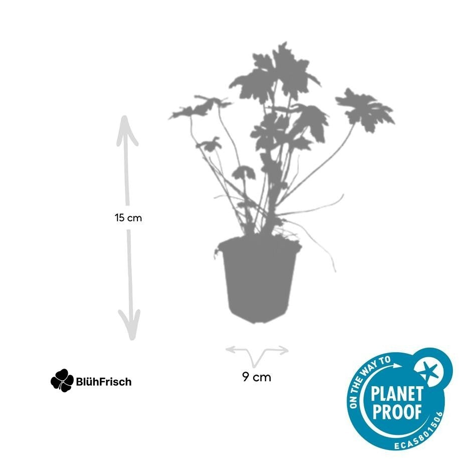 24x Geranium macrorrhizum - ↕10-25cm - Ø9cm