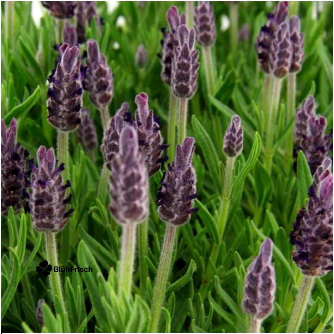 Plants by Frank - Lavandula stoechas Anouk® - 12 cm Topf - Set mit 6 französischen Lavendelpflanzen