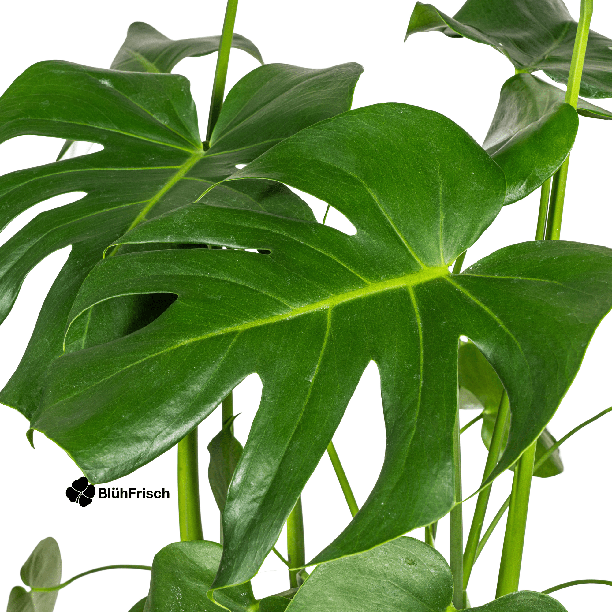 Monstera Deliciosa Tauerii Ø21cm - ↕70 - 90cm