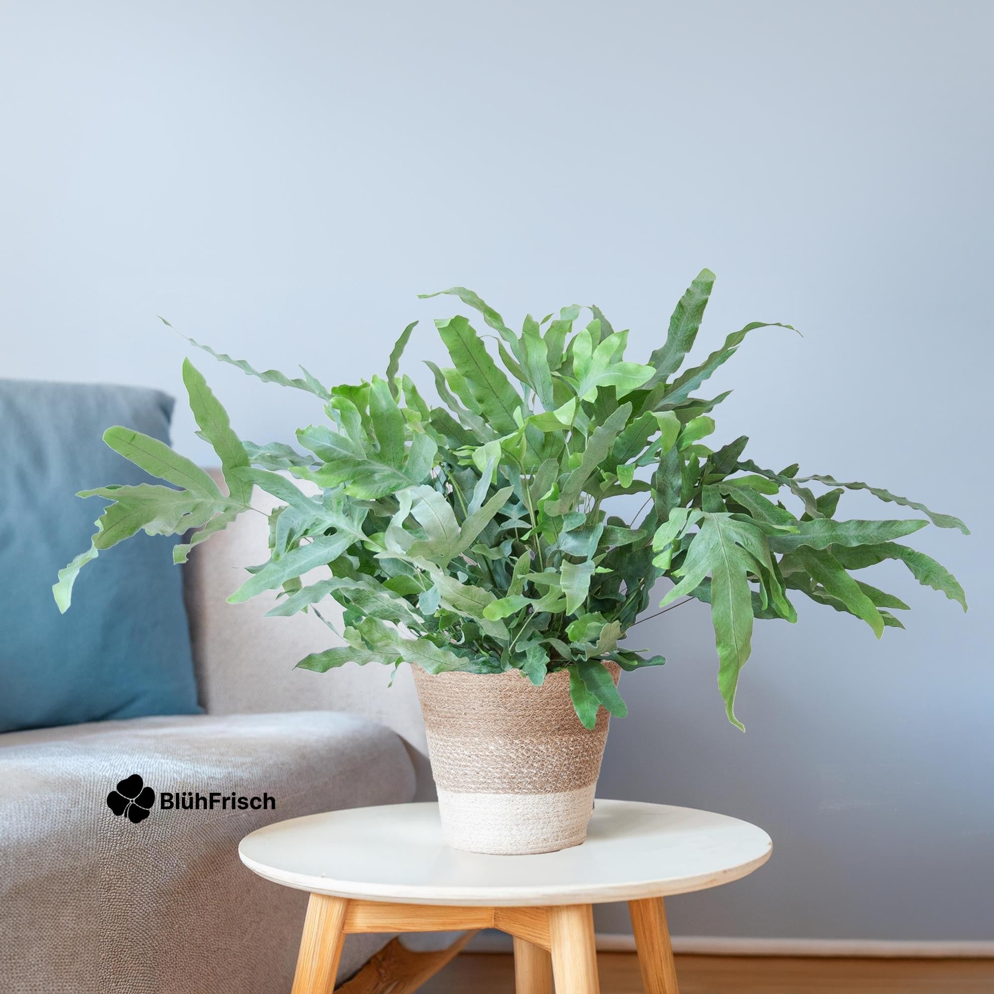 Phlebodium Aureum 'Blue Star' mit Korb Lissabon weiß - 40cm - Ø17