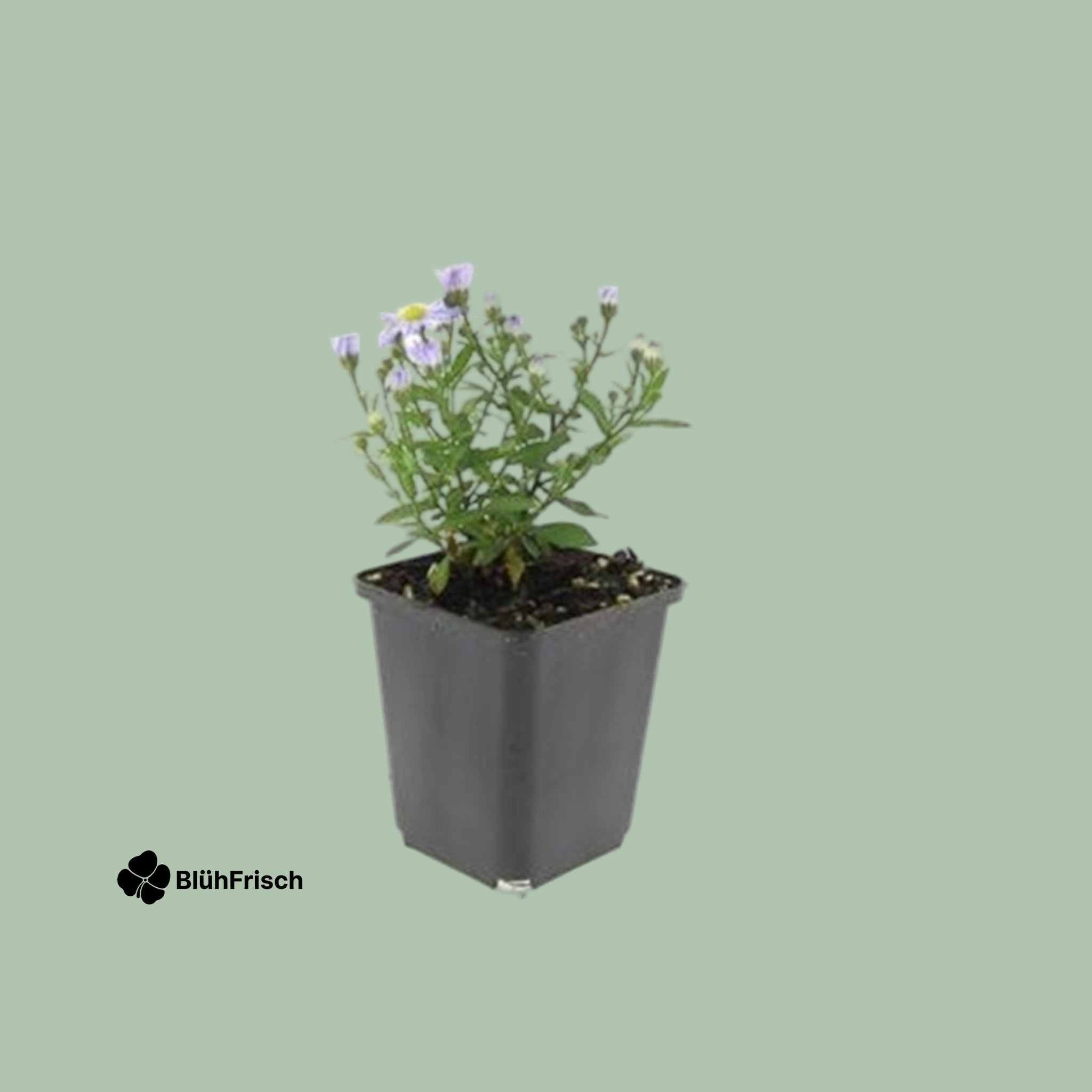 24x Aster D 'Prof. Anton Kippenberg' - ↕10-25cm - Ø9cm