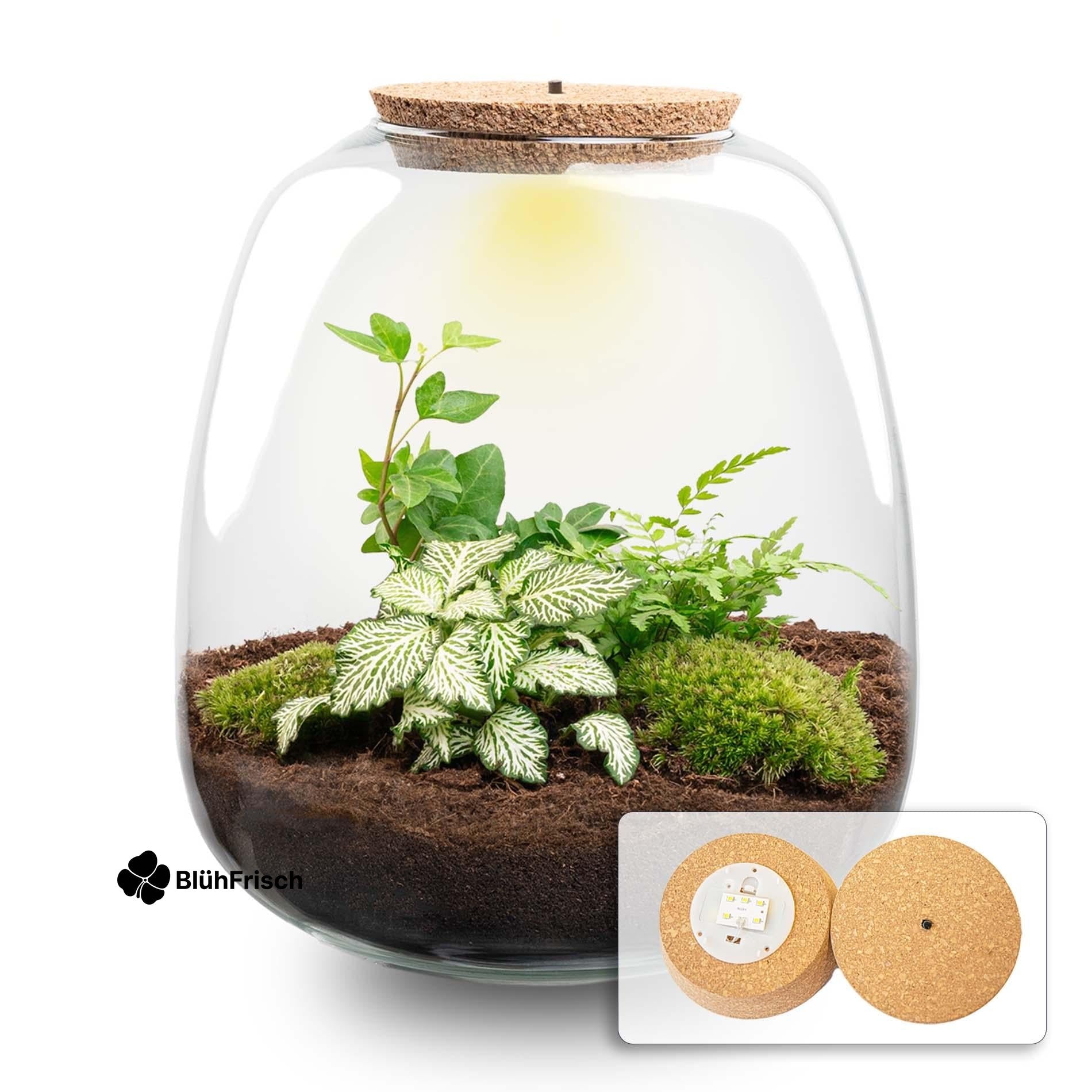 Plant terrarium - Emma - DIY kit - ↑ 25 cm - Ø 23 cm - Fittonia White Tiger + LED