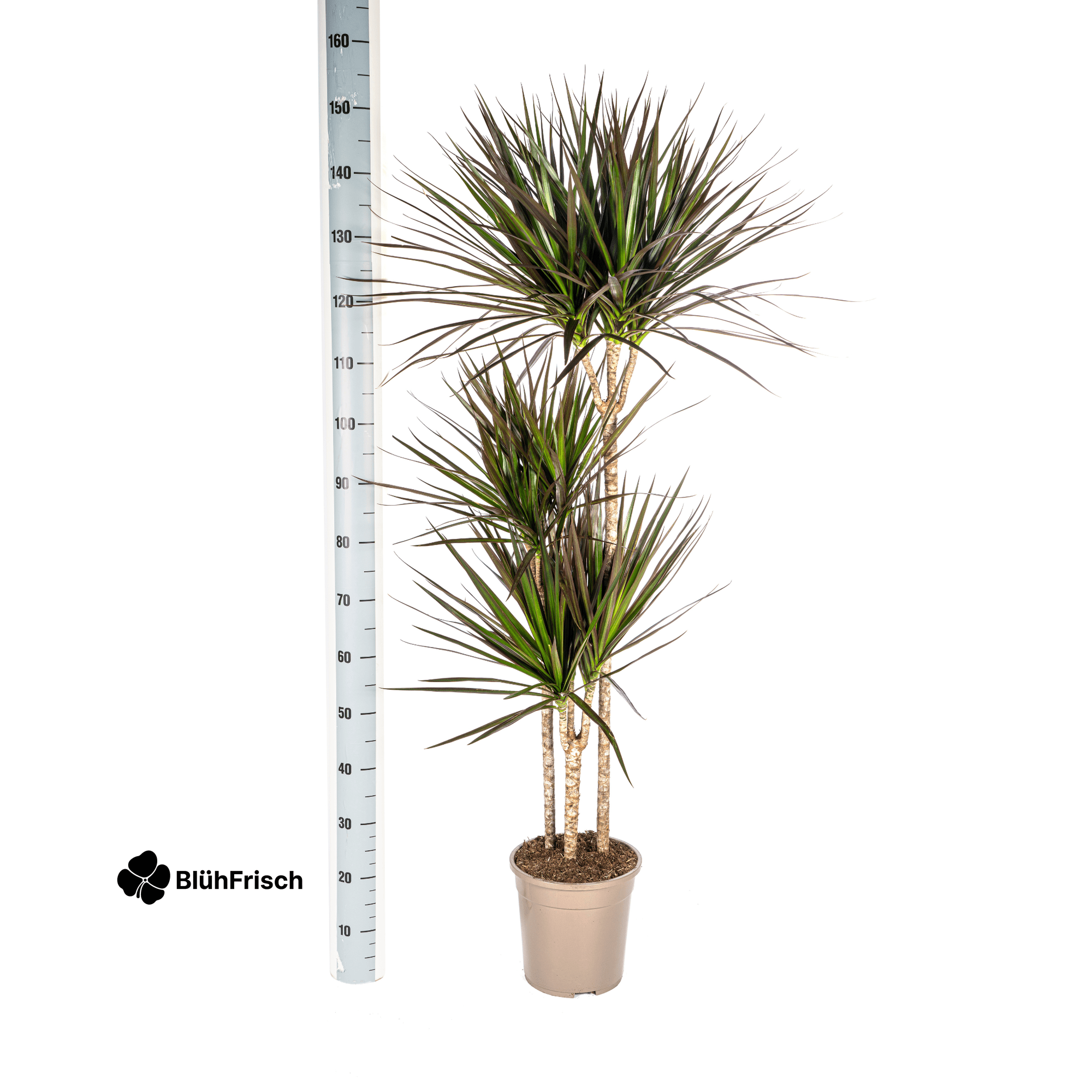 Dracaena Marginata Magenta mit Korb 130 - 150cm