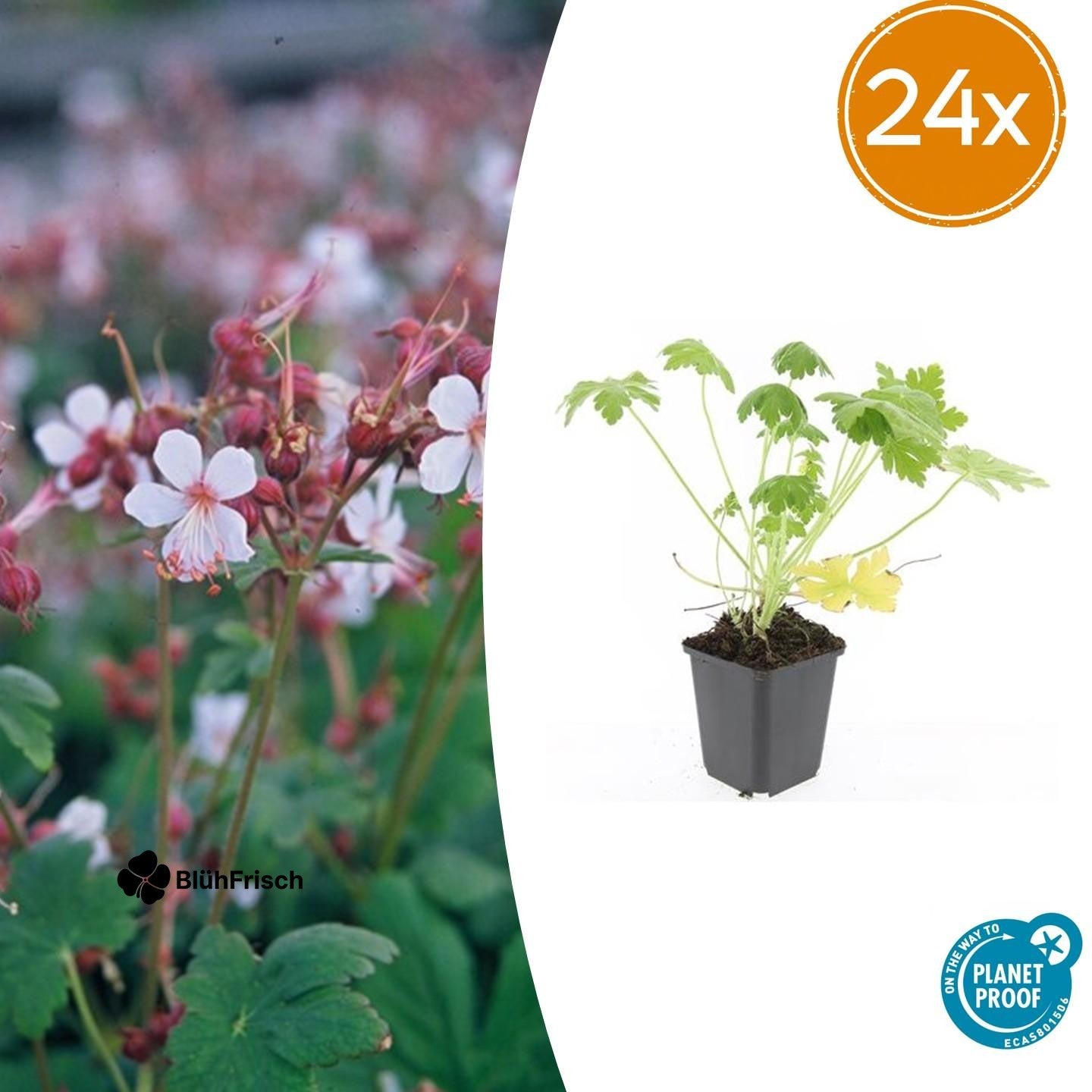 24x Geranium macr. 'Spessart' - ↕10-25cm - Ø9cm