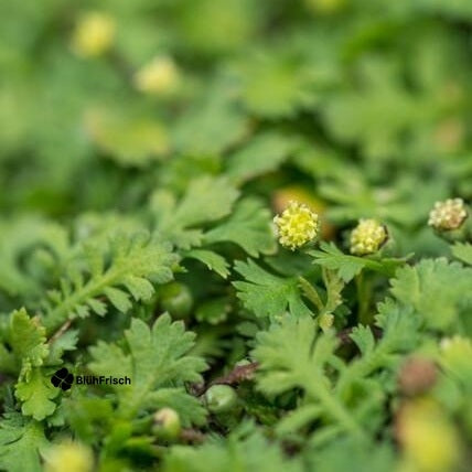 24x Leptinella squalida - ↕10-25cm - Ø9cm