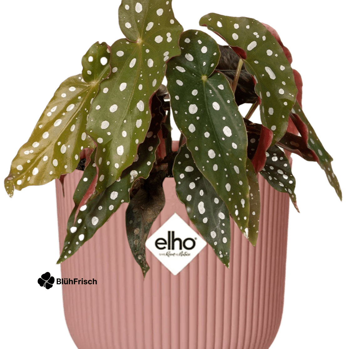 Begonia Maculata + ELHO Vibes Fold 14cm roze