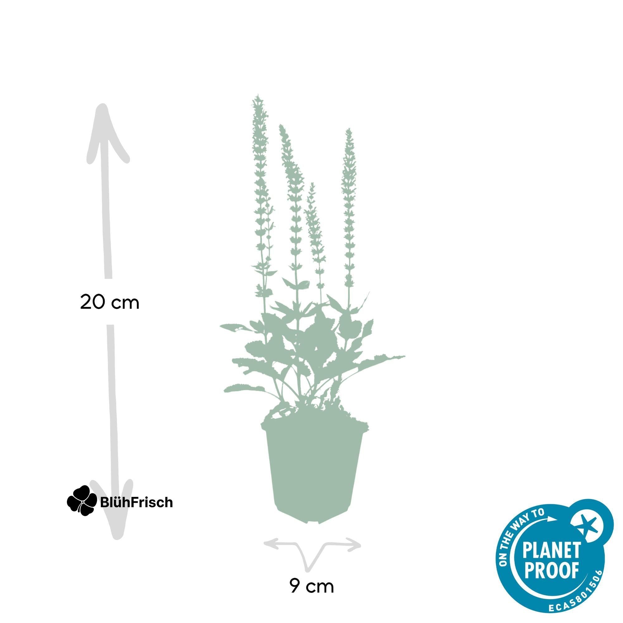 24x Salvia nem. 'Ostfriesland' - ↕10-25cm - Ø9cm