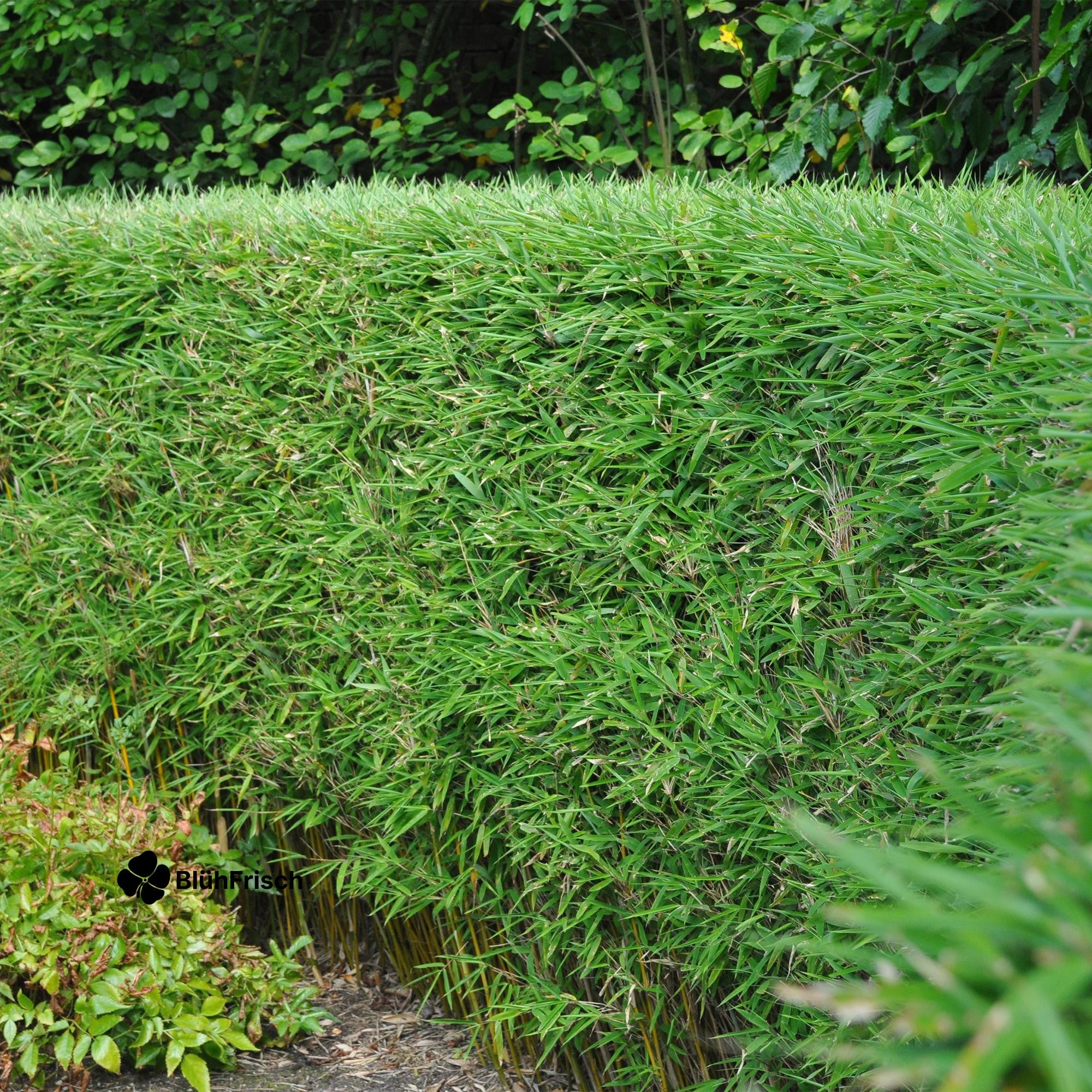 GreenboutiQ - Bambus - Fargesia rufa - Grün - 2 Pflanzen - Immergrün - Nicht Ausbreitend - Topf 17cm Höhe 60cm