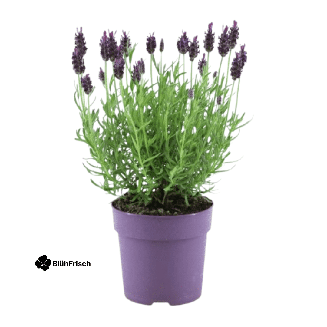 6x Lavandula stoechas Anouk® - 12 cm pot - Set van 6 Franse Lavendels
