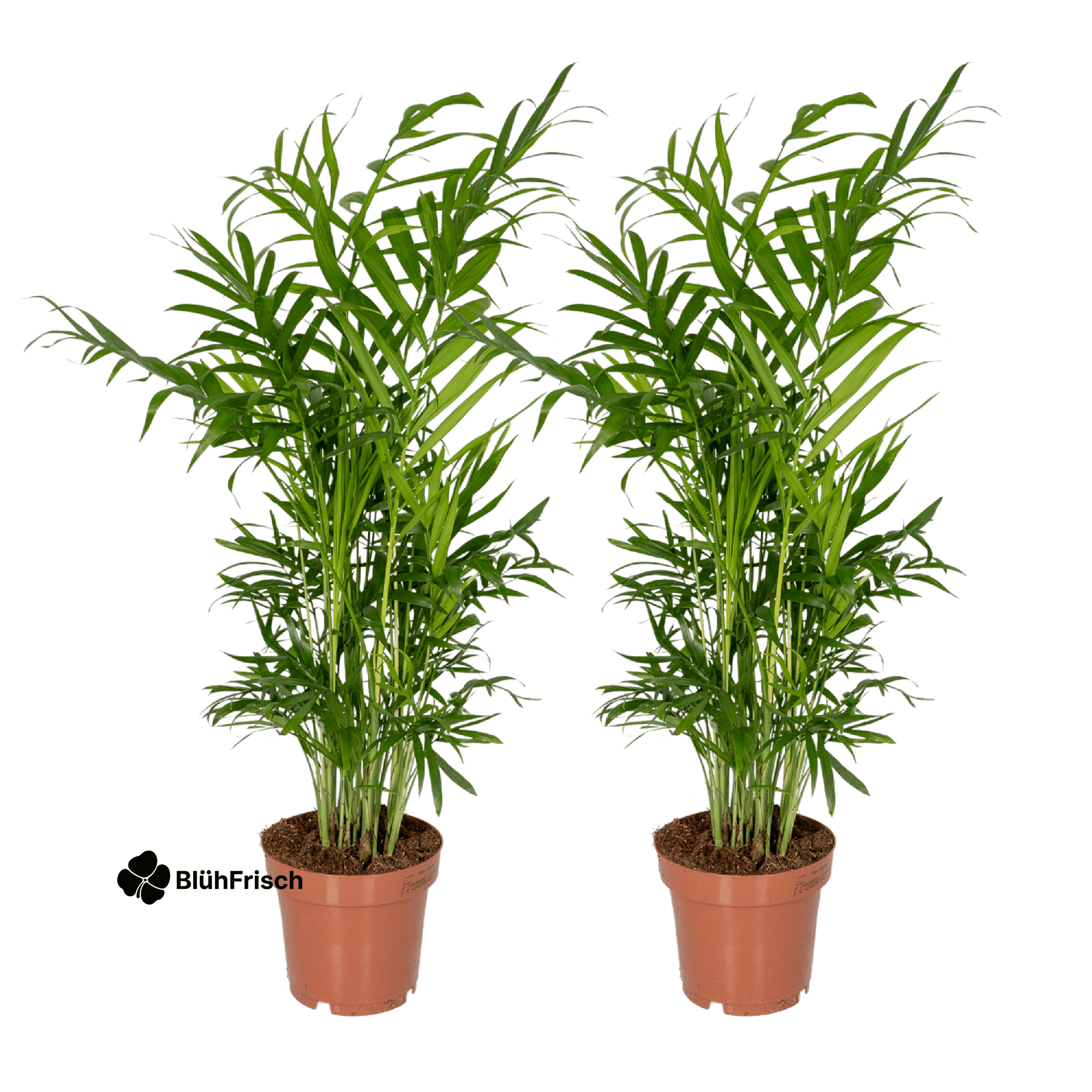Chamaedorea Elegans Mexikanische Bergpalme - 2 Stücke - Ø12cm - ↕40cm