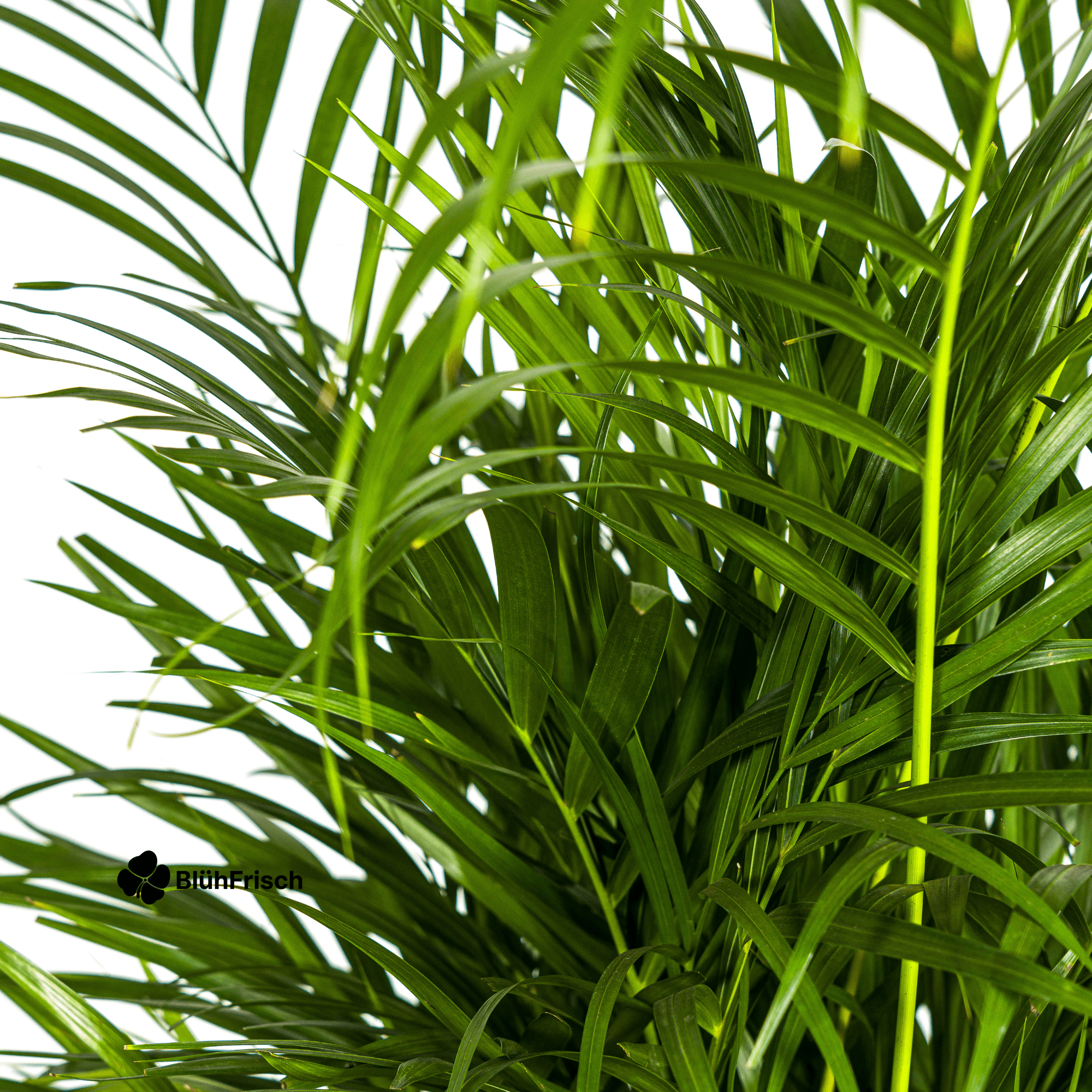 Dypsis Areca Lutescens mit Korb 100 - 120cm