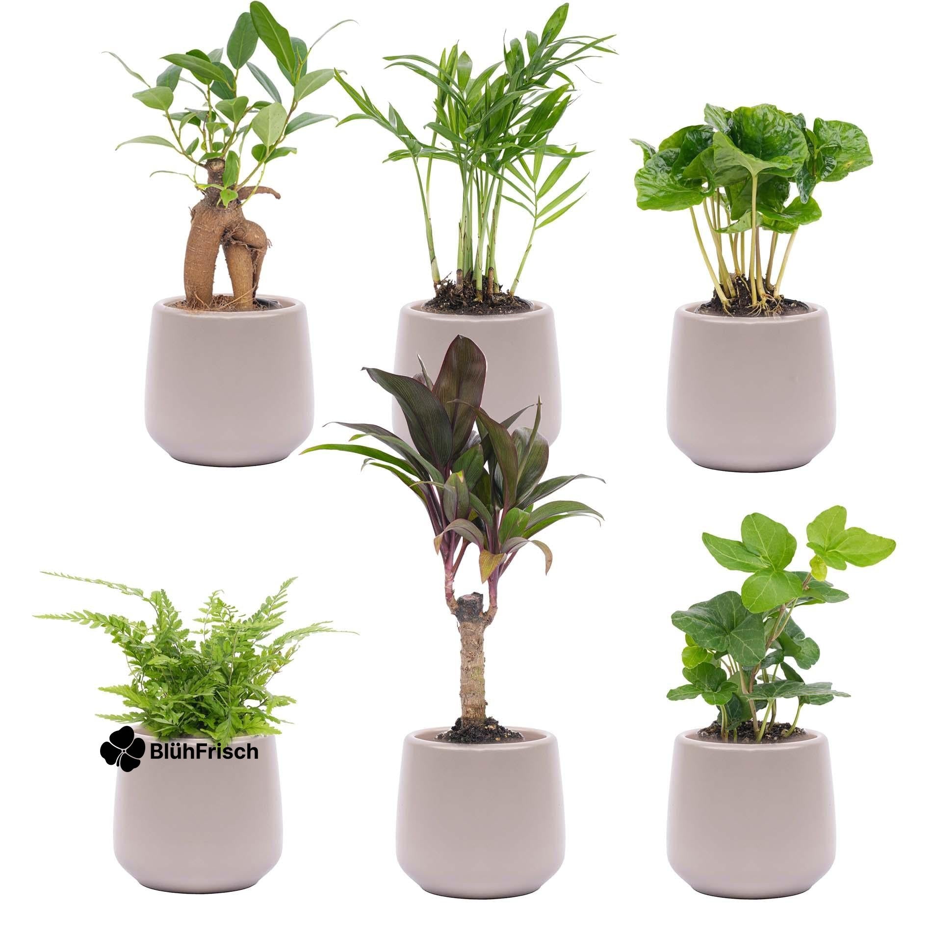 Mini planten set 6 - Inclusief 6x pot Joey grijs mat