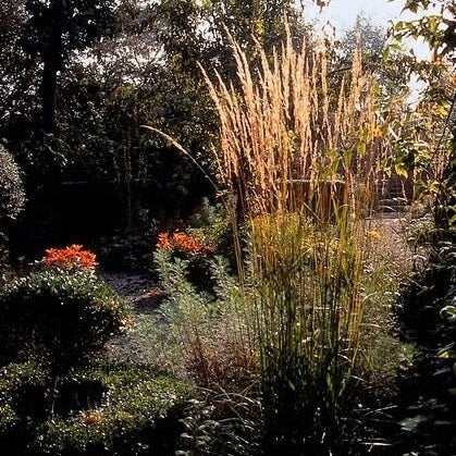 48x Calamagrostis acut. 'Karl Foerster' - ↕10-25cm - Ø9cm