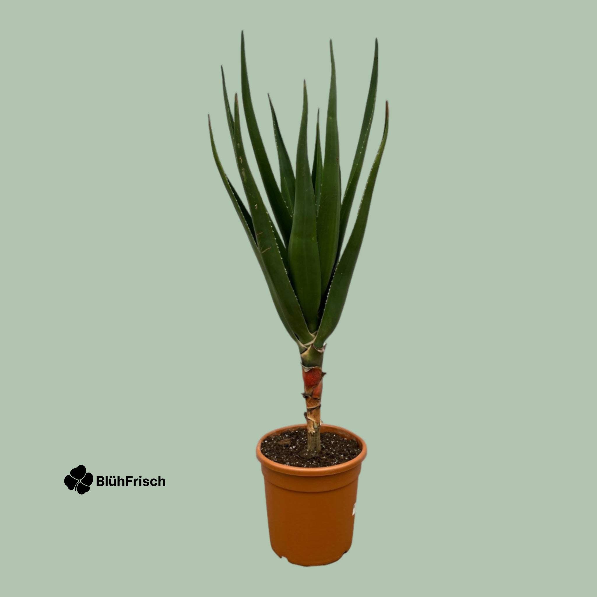 Aloe Barberae - 150 cm - Ø30cm