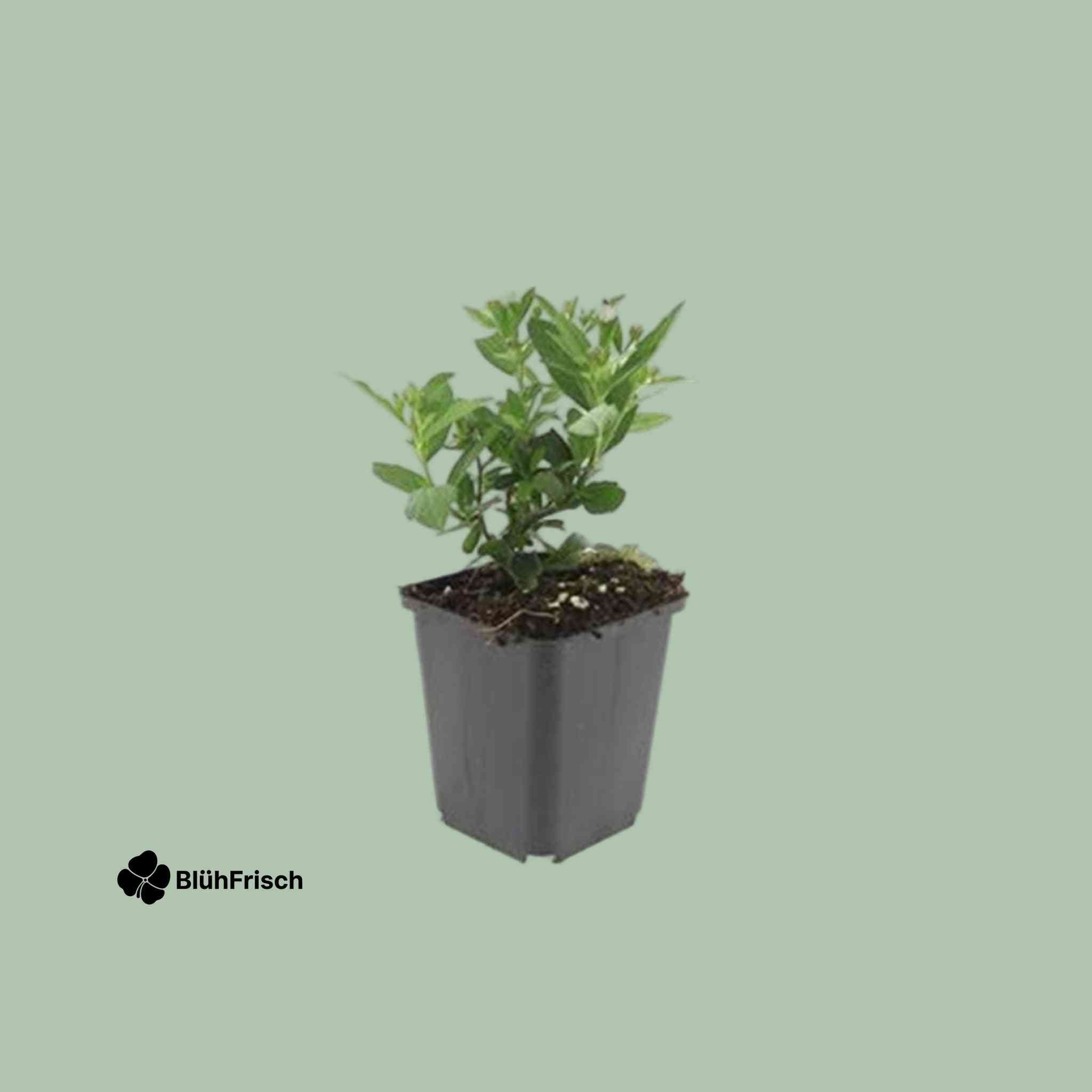 24x Aster ageratoides 'Stardust' - ↕10-25cm - Ø9cm