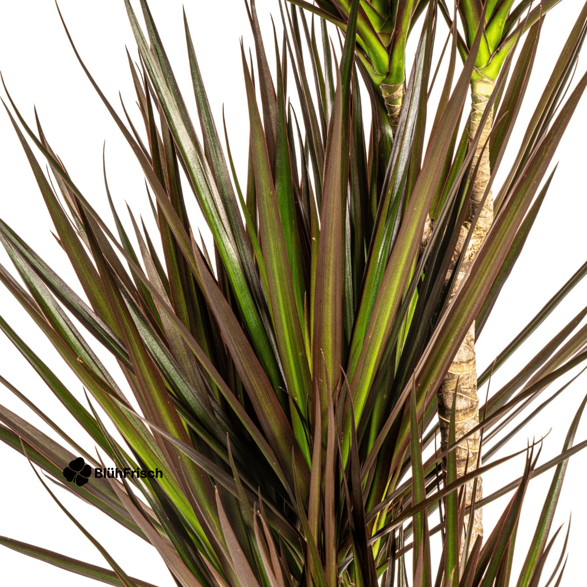 Dracaena Marginata Magenta mit Korb 110 - 130cm