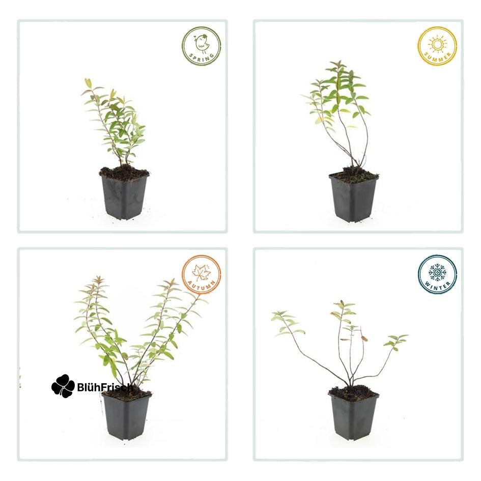 48x Hypericum 'Hidcote' - ↕10-25cm - Ø9cm