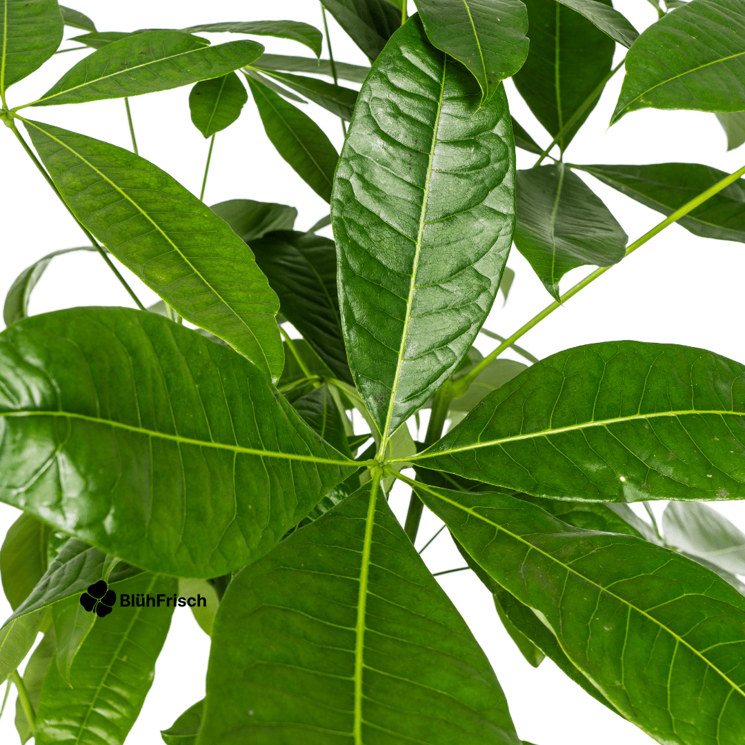 Pachira Aquatica mit Korb 120 - 140cm