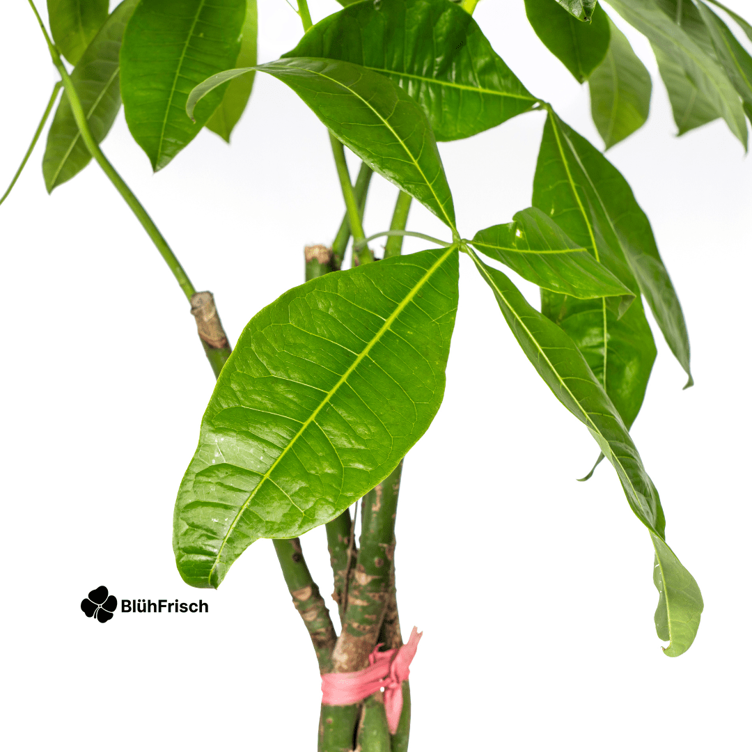 Pachira Aquatica mit Korb 120 - 140cm