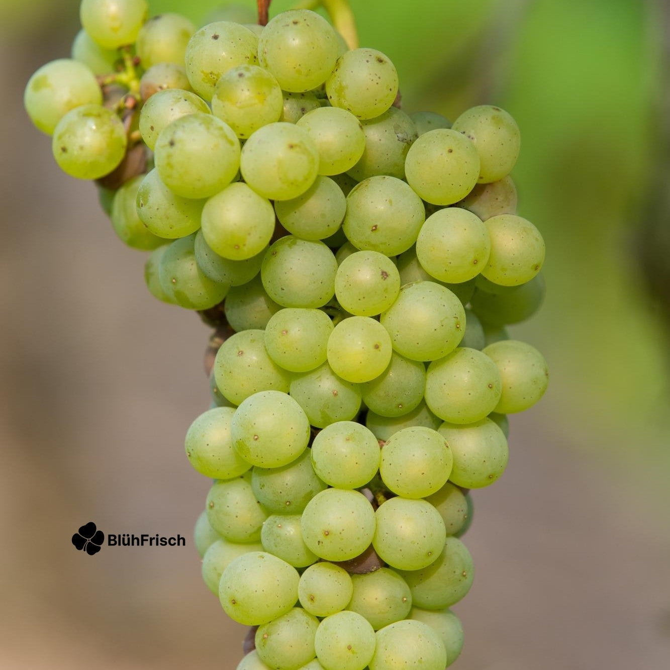 Vitis vinifera 'Johanniter' - Ø13cm - ↕45cm