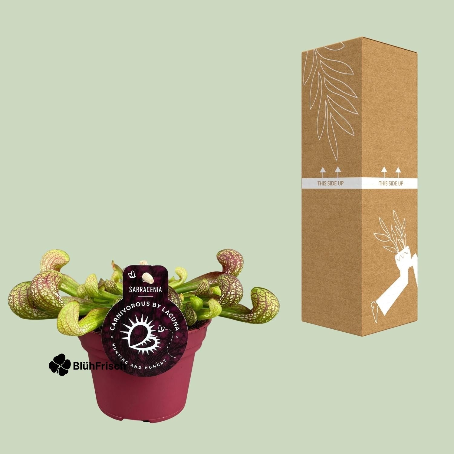 Sarracenia Psittacina - Ø12cm - ↕13cm