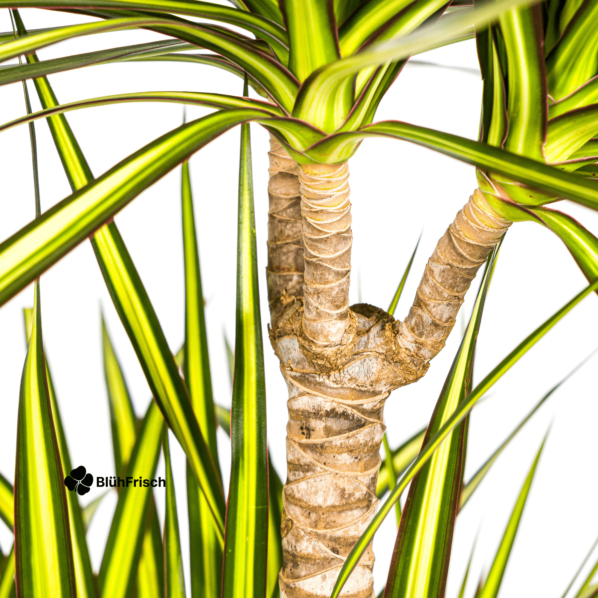 Dracaena Marginata Sunray mit Korb 130 - 150cm