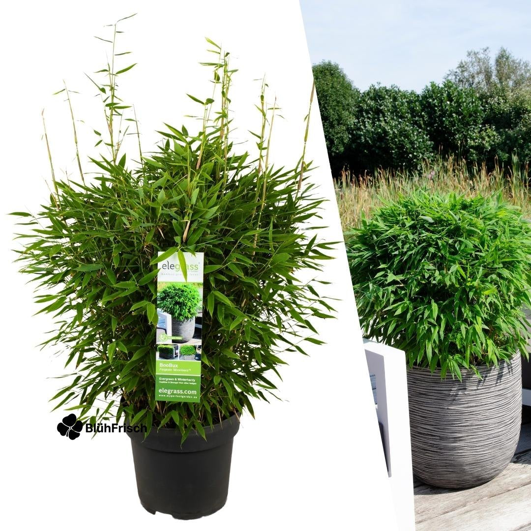 Schirm-Bambus - Ø 29 cm - ↨ 70 cm