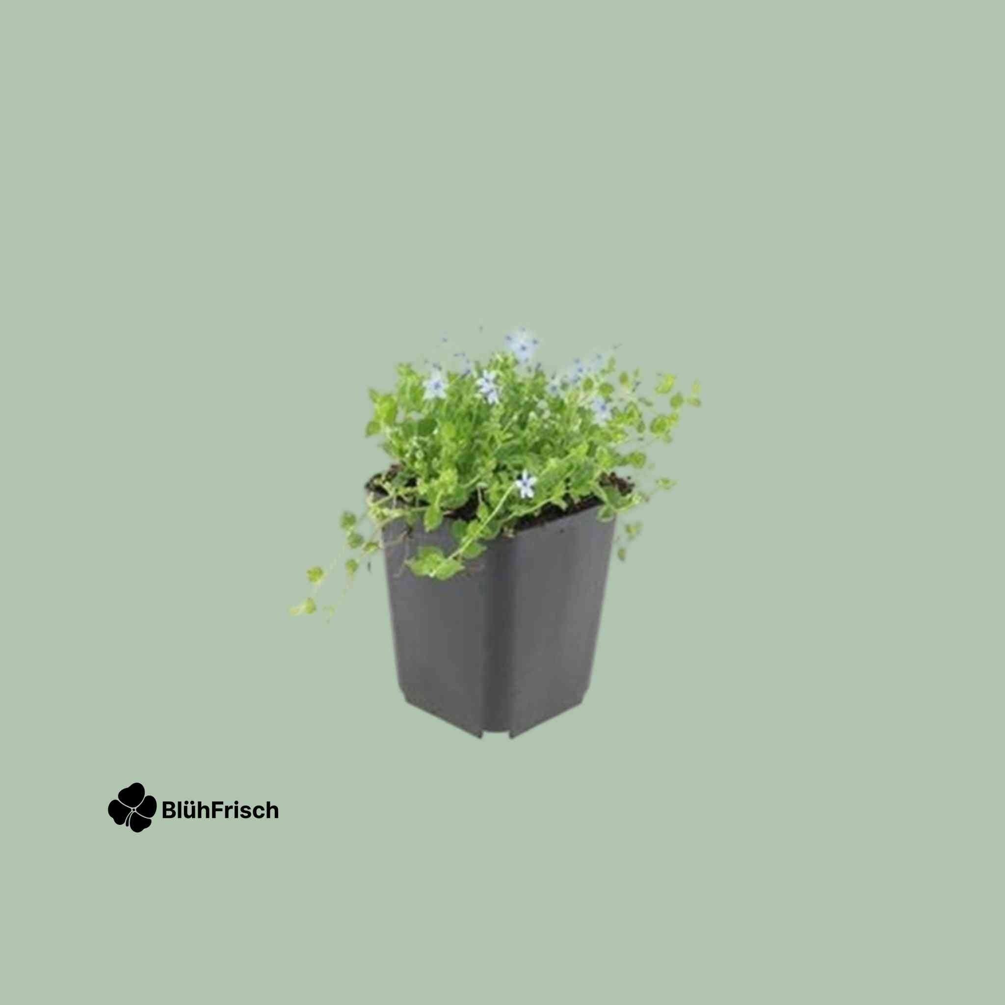 24x Isotoma fluviatilis 'Alba'- ↕10-25cm - Ø9cm