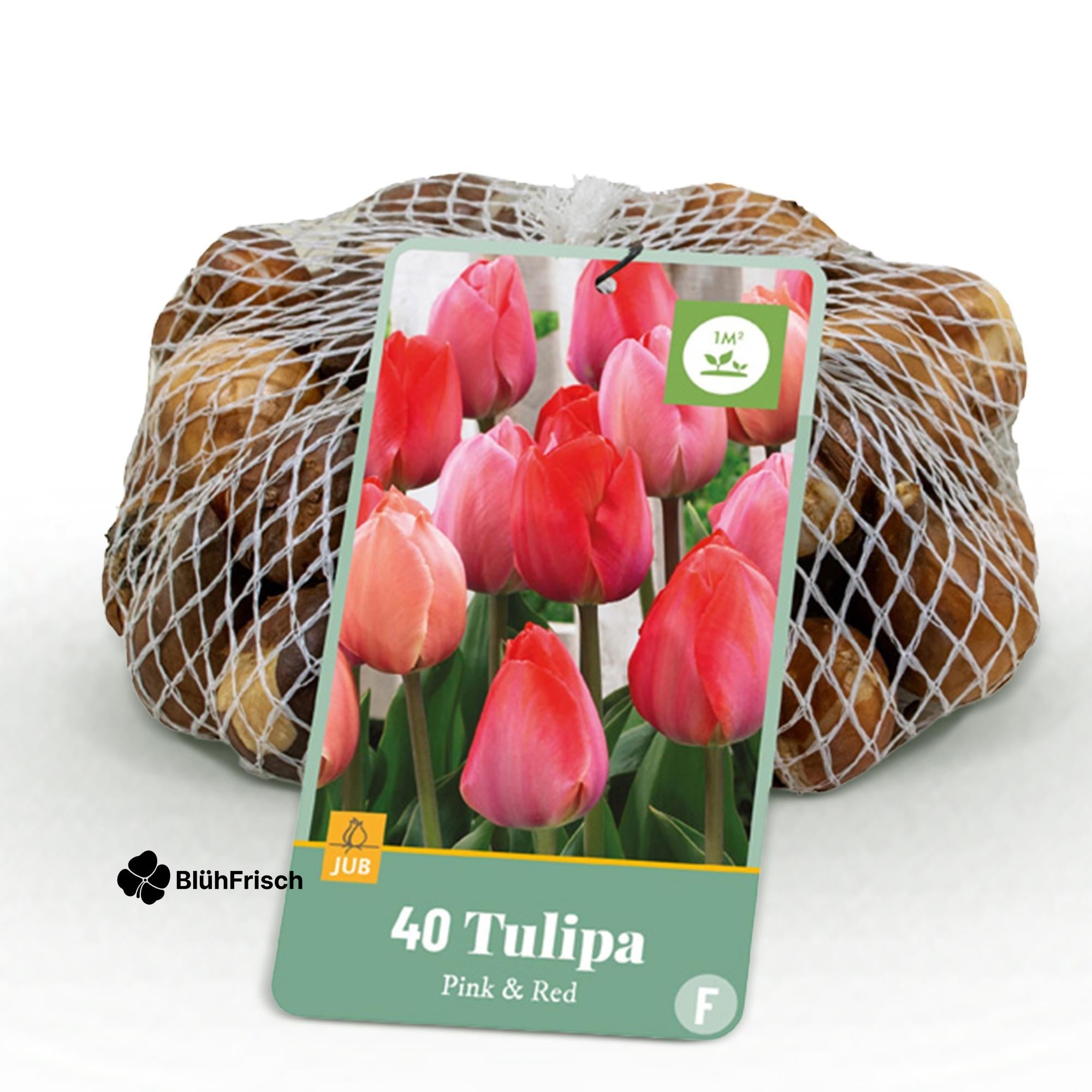 GreenboutiQ - Blumenzwiebeln - Tulpe Pink und Red - Bulbs Hardy Perennial - Farbe Rosa und Rot - 40 Stück - Zwiebelgröße 10/12
