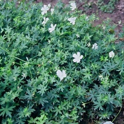 24x Geranium sang. 'Album' - ↕10-25cm - Ø9cm