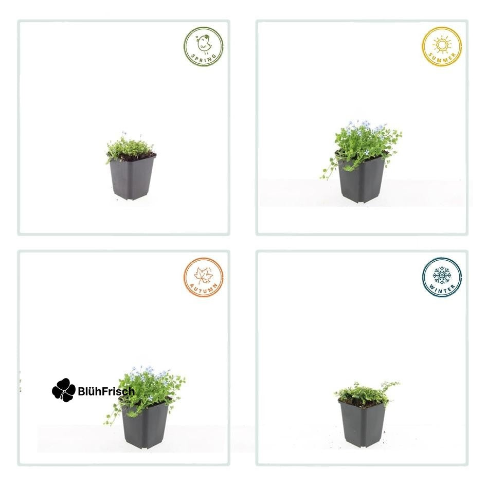 48x Isotoma fluviatilis 'Alba'- ↕10-25cm - Ø9cm