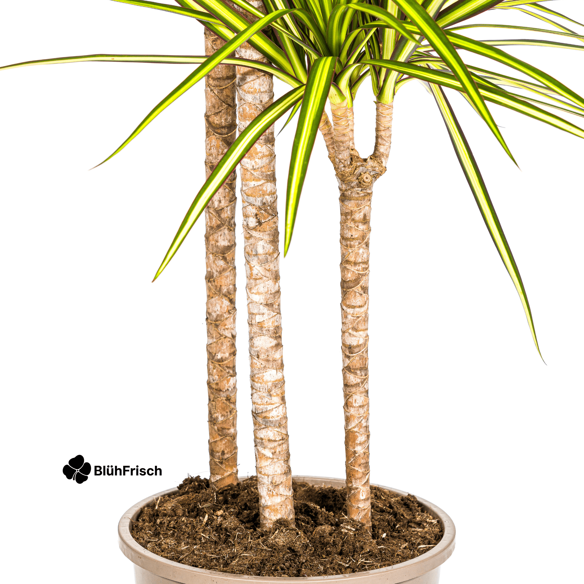 Dracaena Marginata Sunray mit Korb 130 - 150cm