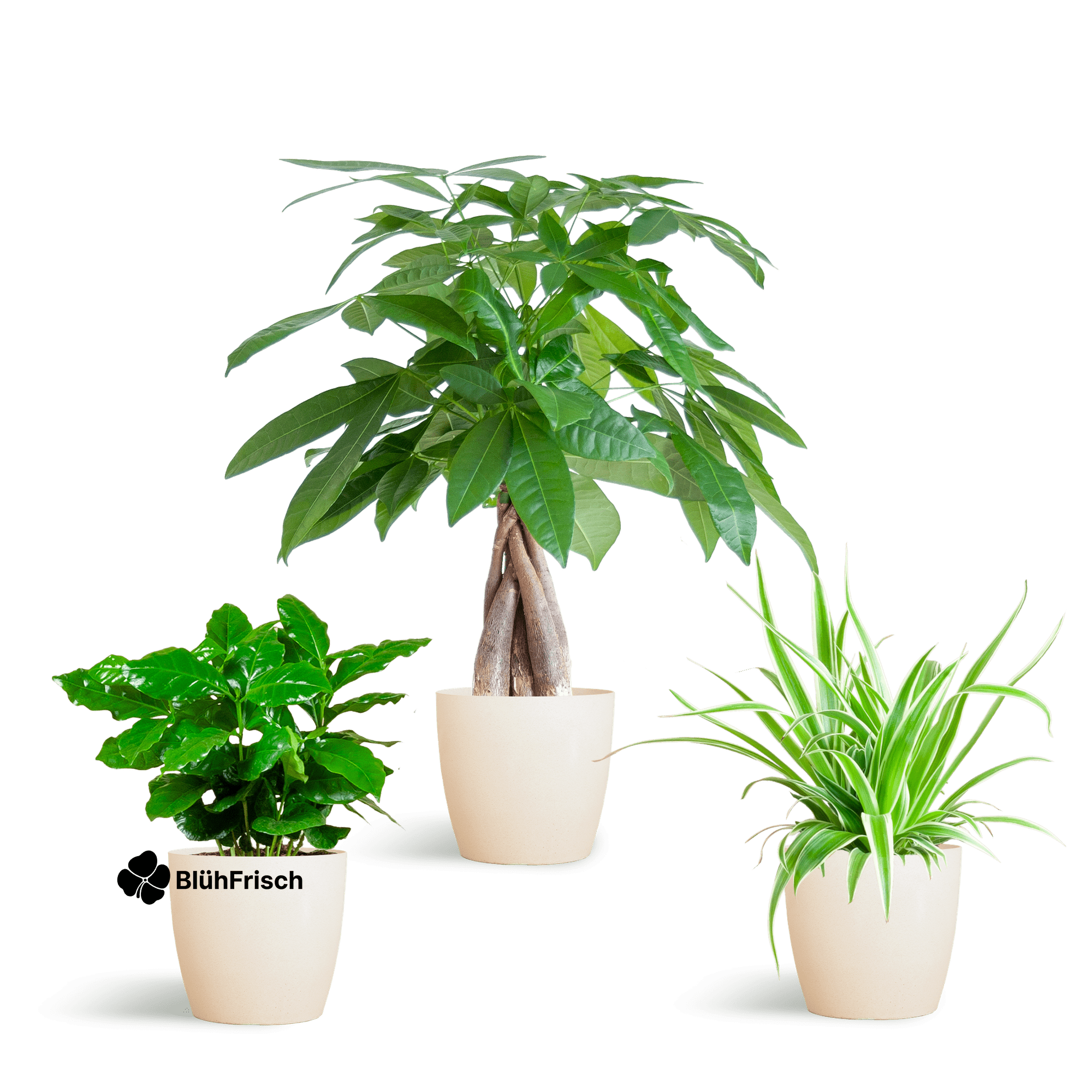 Tierfreundliche Pflanzbox - klein - mit topf Viber White - Ø12