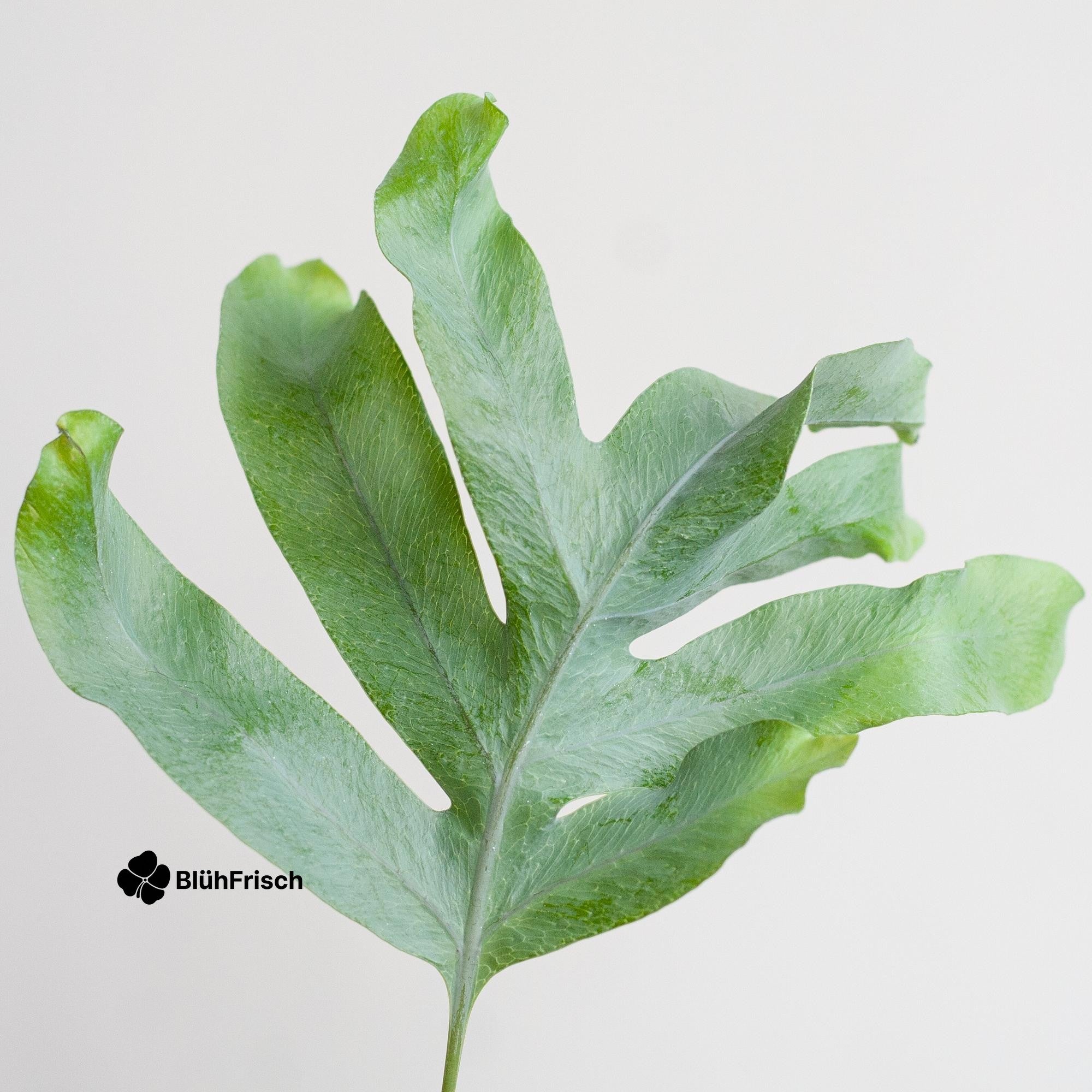 Phlebodium Aureum 'Blue Star' mit Korb Lissabon weiß - 40cm - Ø17