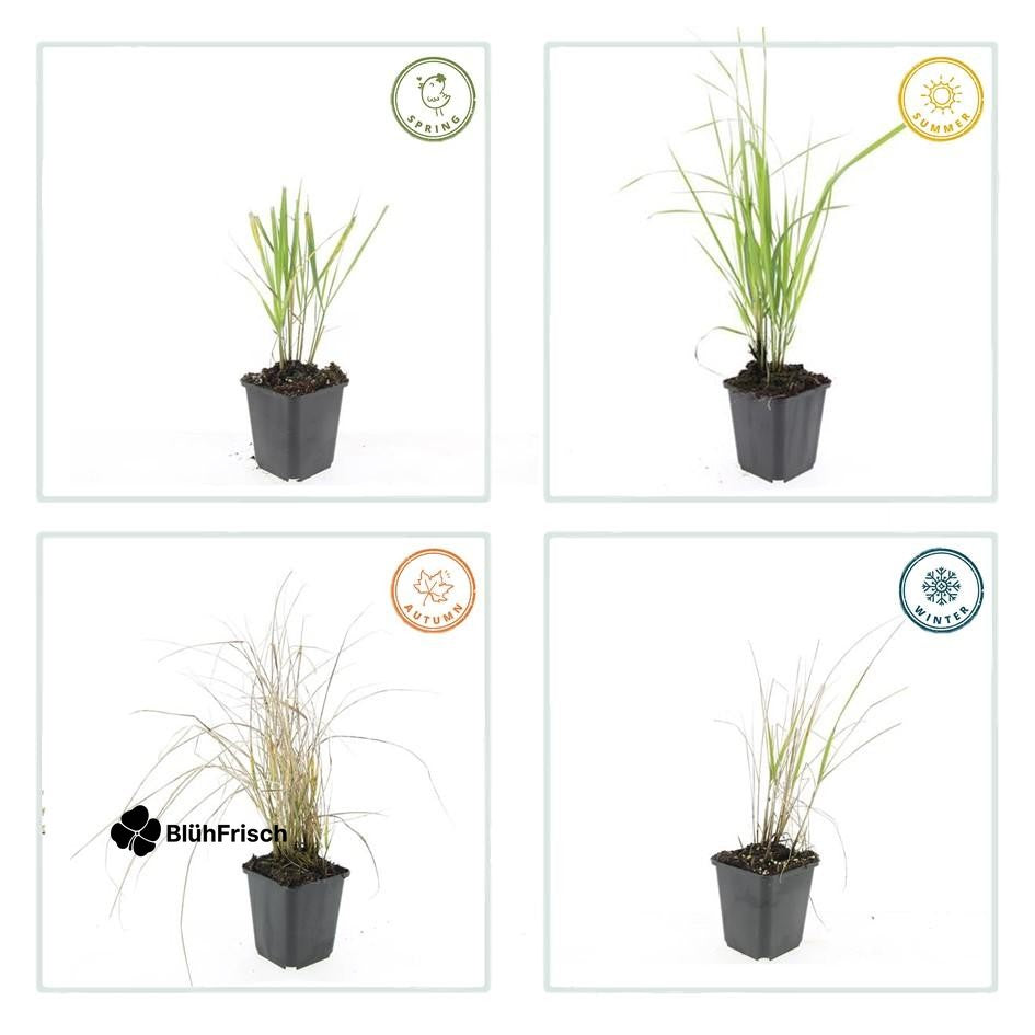 24x Calamagrostis acut. 'Karl Foerster' - ↕10-25cm - Ø9cm