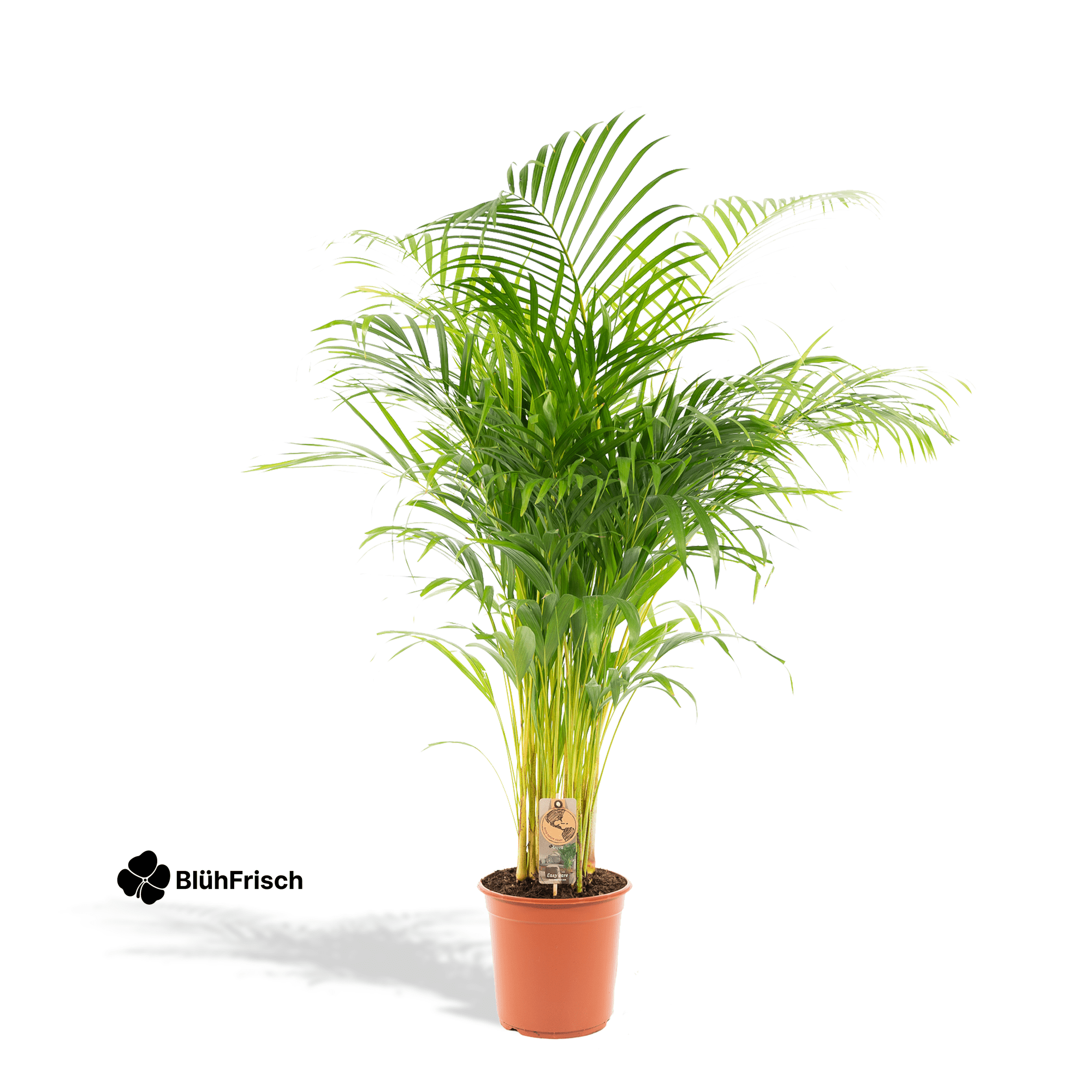 Areca-Palme - Ø21cm - ↕130cm
