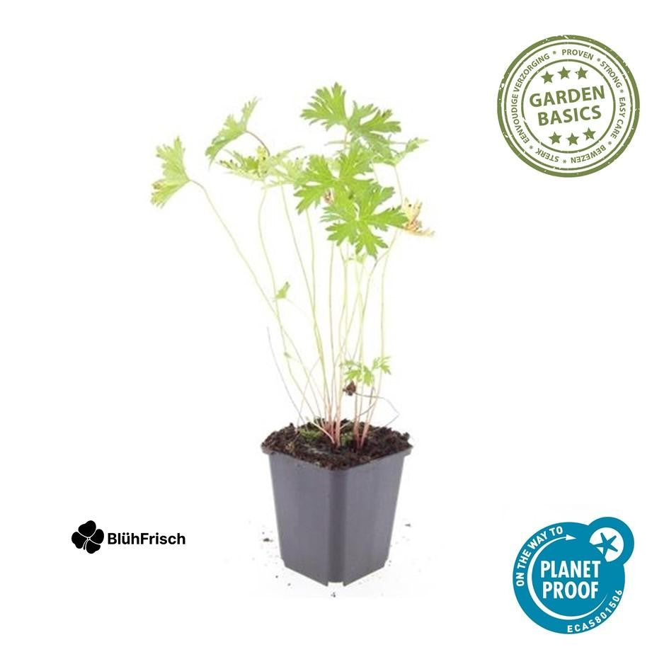 24x Geranium 'Johnson's Blue' - ↕10-25cm - Ø9cm