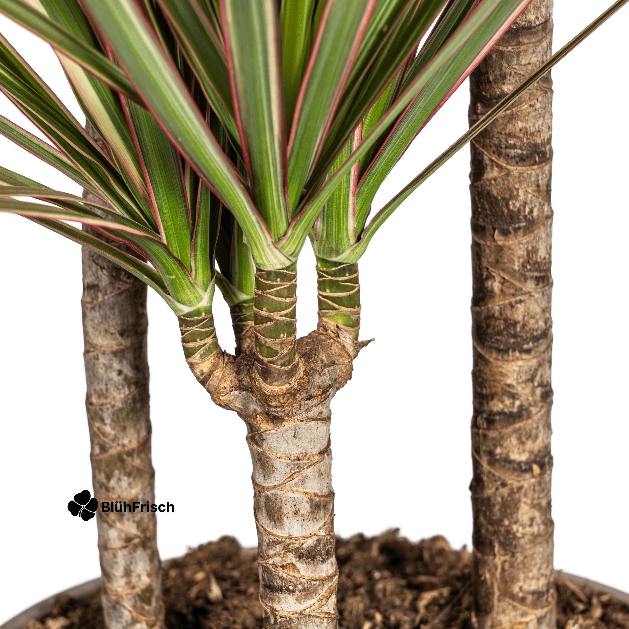 Dracaena Marginata Bicolor mit Korb 110 - 130cm