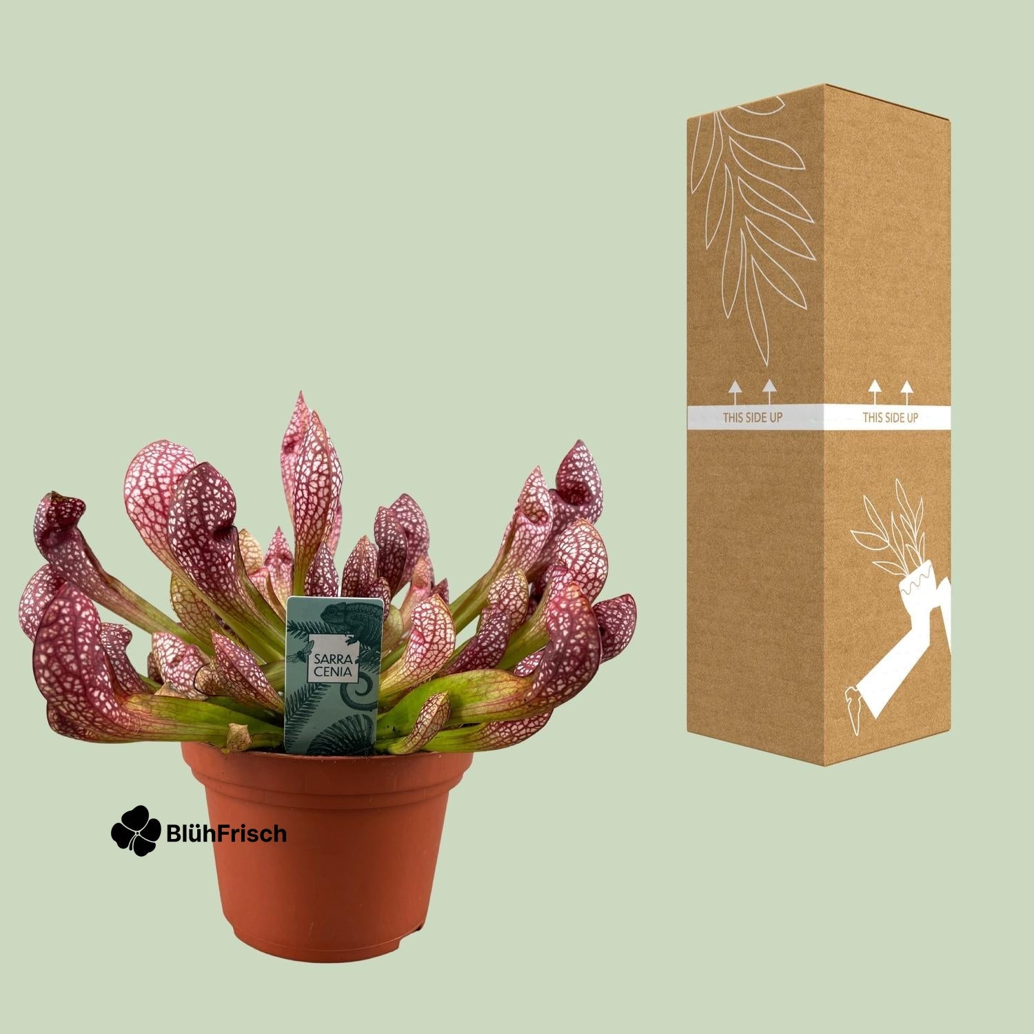 Sarracenia Scarlet Belle - Ø12cm - ↕40cm