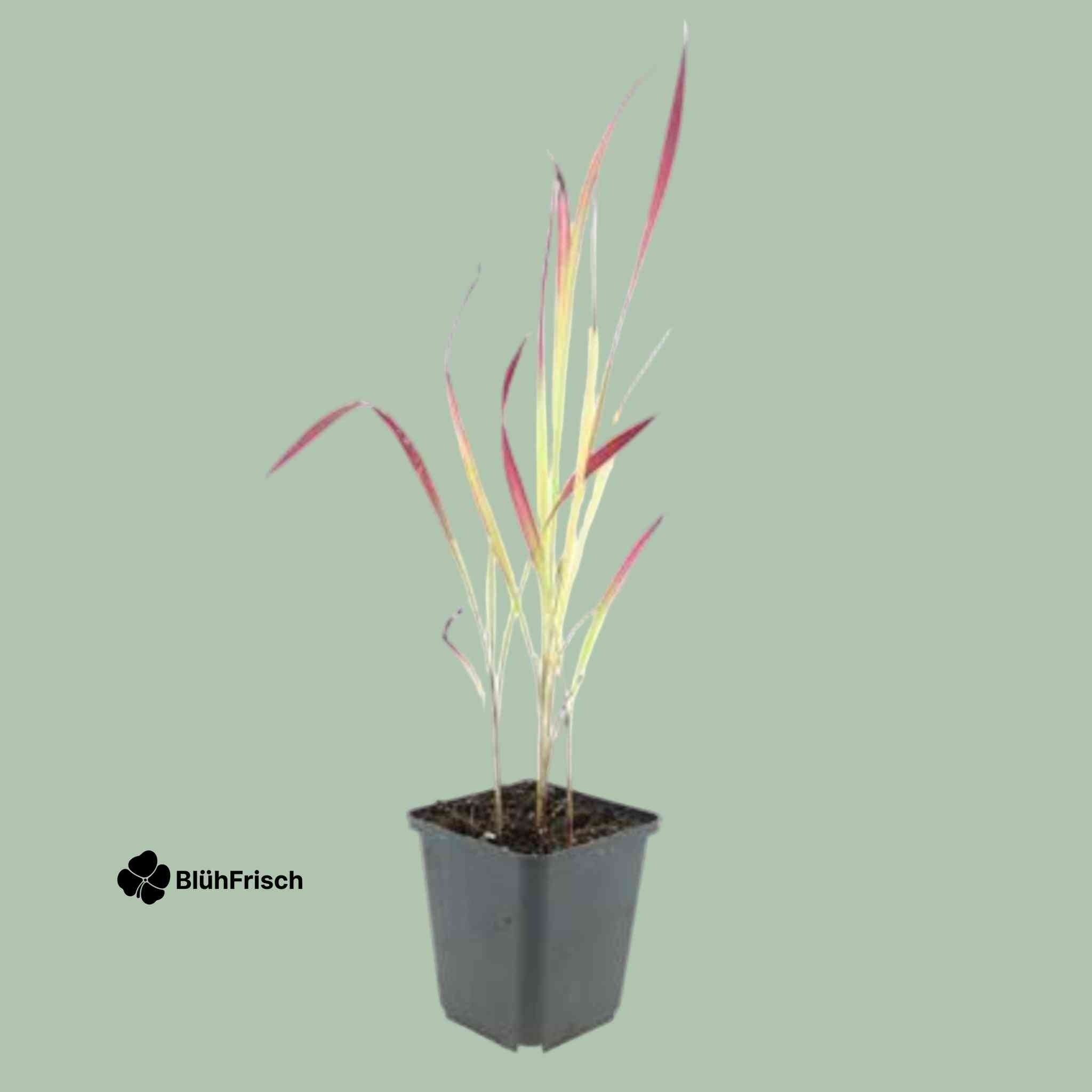 48x Imperata cylindrica 'Red Baron' - ↕10-25cm - Ø9cm